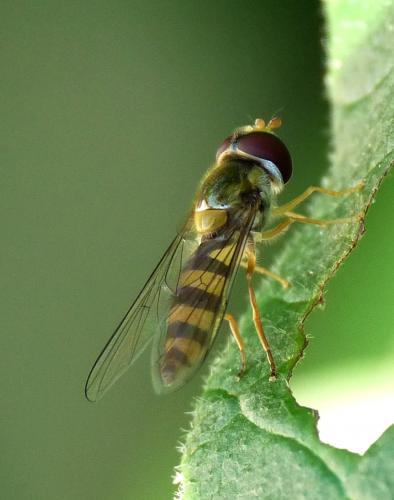 Réf. 45 354 : Fagisyrphus cinctus