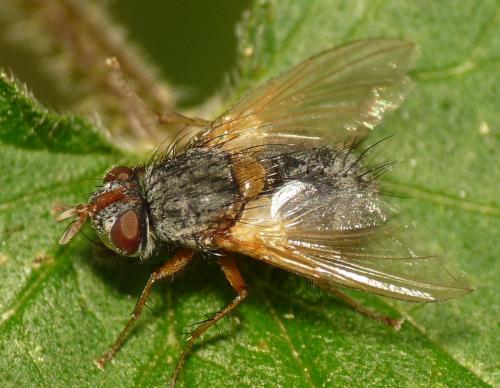 Phryno vetula