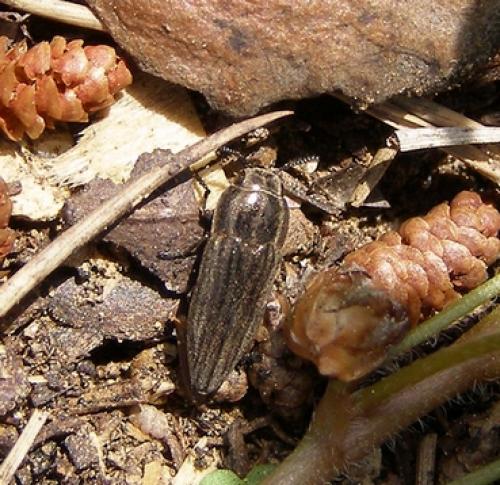 Sphenoptera gemmata
