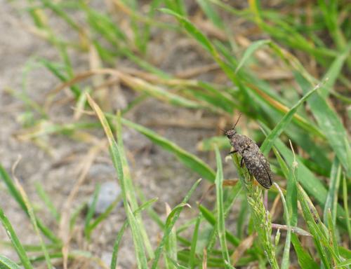 Agrypnus murinus
