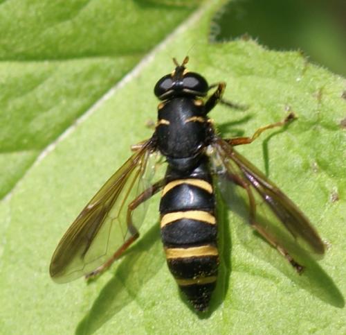 Réf. 45 010 : Temnostoma bombylans