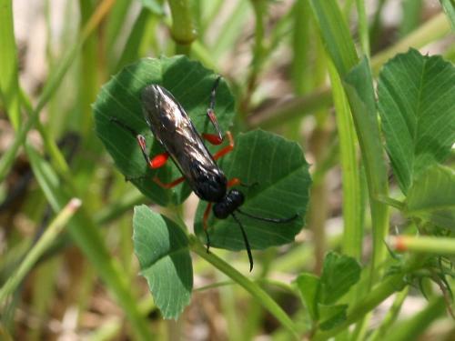 Macrophya diversipes