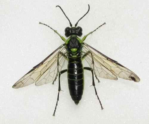 Réf. 45 132 : Tenthredo mesomela