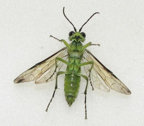 Réf. 45 133 : Tenthredo mesomela