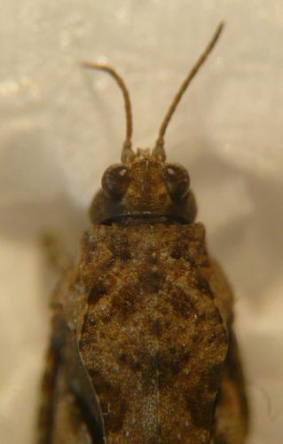 Réf. 45 673 : Tetrix ceperoi ceperoi