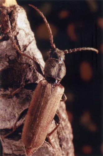 Tetropium fuscum