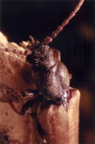 Tetropium fuscum