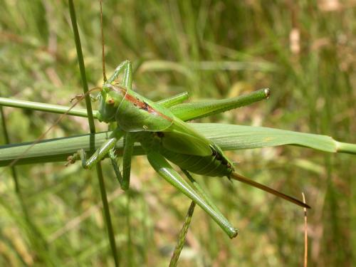Réf. 45 301 : Tettigonia viridissima