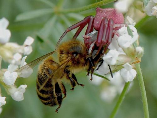 Réf. 45 141 : Thomisus onustus