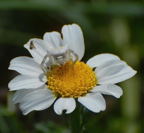 Réf. 45 907 : Thomisus sp.