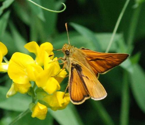 Ochlodes sylvanus