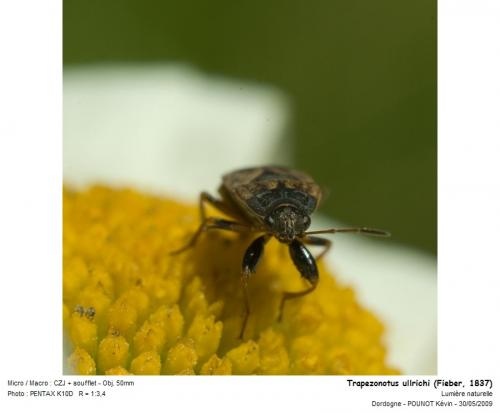 Réf. 45 689 : Trapezonotus ullrichi