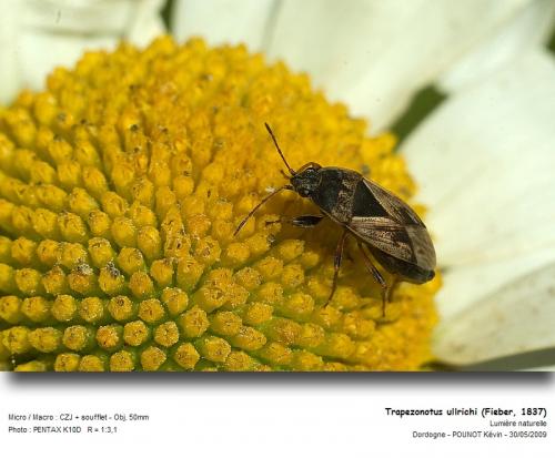 Réf. 45 690 : Trapezonotus ullrichi