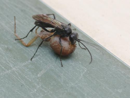 Auplopus carbonarius