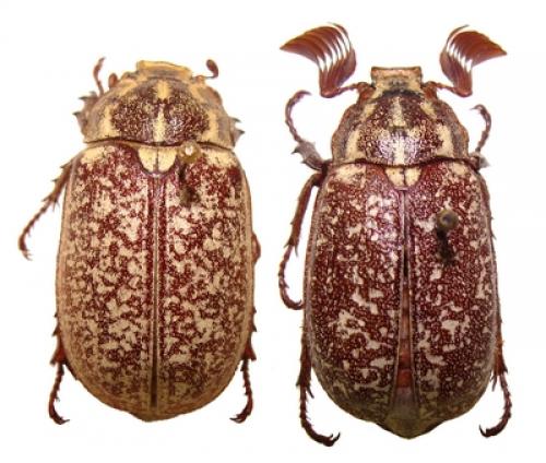Polyphylla turkmenoglui