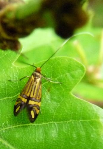 Nemophora ochsenheimerella