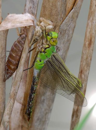 Anax imperator