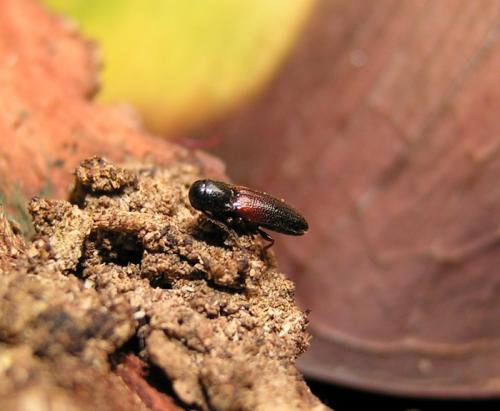 Xylophilus corticalis