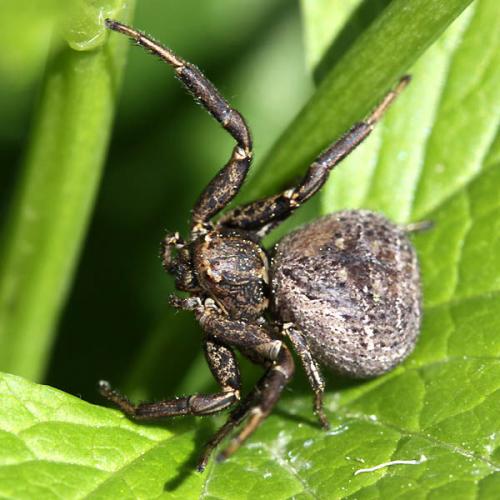 Réf. 45 455 : Xysticus kempeleni