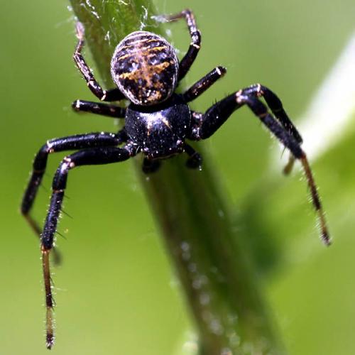 Réf. 45 456 : Xysticus kempeleni