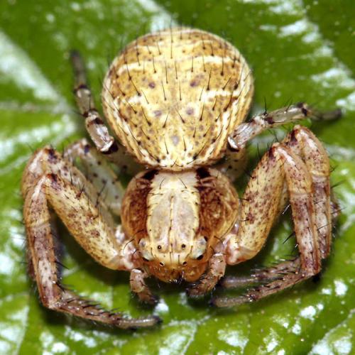 Xysticus kochi