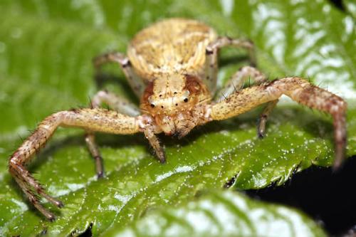 Xysticus kochi