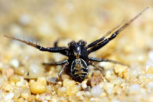 Xysticus kochi