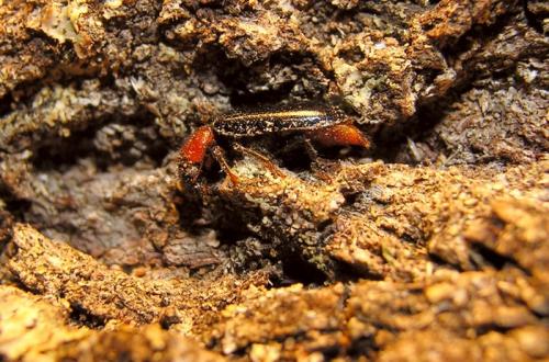Dermestoides sanguinicollis