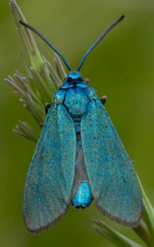 Réf. 45 869 : Adscita sp.