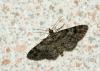 45710 – Photo : patrick derennes – France (94)