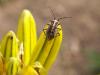 45190 – Photo : Franck Buron – France (49)