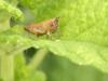 45670 – Photo : Franck Buron – France (49)