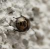 45244 – Photo : Jérémie Lemarié – France (85)