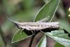 45701 – Photo : Vincent Derreumaux – France (84)