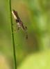 45616 – Photo : patrick derennes – France (91)