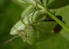 45149 – Photo : Christian Widmann – Suisse
