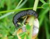 45931 – Photo : Patrick Straub – France (34)