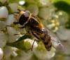 45009 – Photo : Pierre Duhem – France (75)