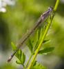 45401 – Photo : Pierre Duhem – France (75)