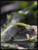 45746 – Photo : Olivier Bouteleux – France (80)