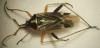 Harpocera thoracica