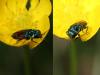 45860 – Photo : Mael Garrin – France (34)