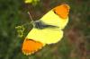 45161 – Photo : Cecile Bassaglia – France (84)