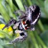 45513 – Photo : Vincent Derreumaux – France (84)
