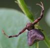 45019 – Photo : Arthropa - Benoit Martha – France (71)