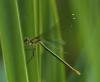 45596 – Photo : V.dragonfly – France (03)