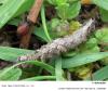 45911 – Photo : Liboupat – France (78)