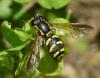45086 – Photo : Jean Luc Kerveadou – France (29)