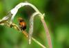 45533 – Photo : Michel Renou – France (91)