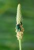 45241 – Photo : Michel Renou – France (91)